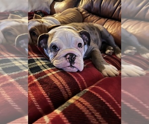 English Bulldog Puppy for sale in STEUBENVILLE, OH, USA