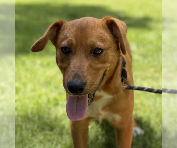 Medium Photo #2 Mutt Puppy For Sale in Yardley, PA, USA