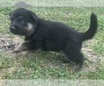 Small Photo #2 German Shepherd Dog Puppy For Sale in NEEDVILLE, TX, USA