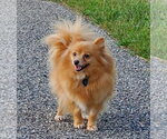 Small Photo #3 Pomeranian Puppy For Sale in St. Louis Park, MN, USA