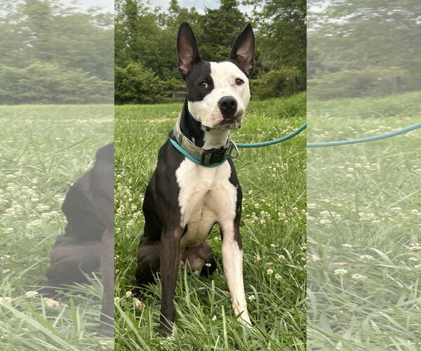 Medium Photo #6 American Pit Bull Terrier-Unknown Mix Puppy For Sale in Germantown, OH, USA