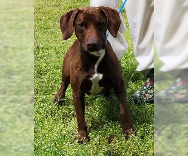 Medium Photo #3 Labrador Retriever-Unknown Mix Puppy For Sale in Wetumpka, AL, USA