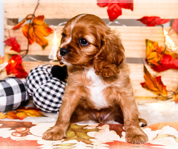 Medium Photo #21 Cavalier King Charles Spaniel Puppy For Sale in WAKARUSA, IN, USA