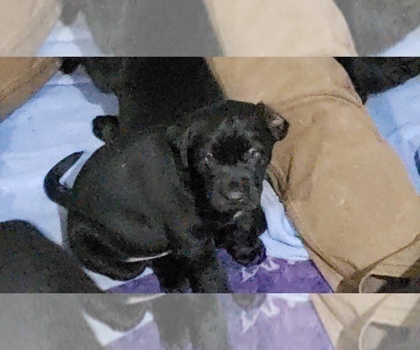 Medium Photo #35 Labrador Retriever Puppy For Sale in WOODLAND, WA, USA
