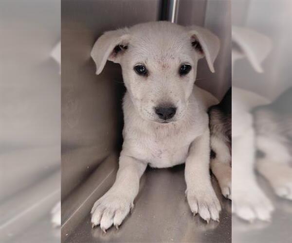 Medium Photo #1 Shepradors Puppy For Sale in Houston, TX, USA