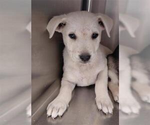 Shepradors Dogs for adoption in Houston, TX, USA