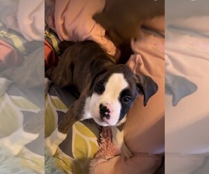 Boxer Puppy for sale in PUEBLO, CO, USA