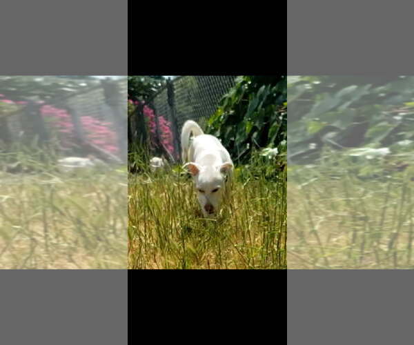 Medium Photo #7 Dachshund-Unknown Mix Puppy For Sale in Santa Rosa, CA, USA