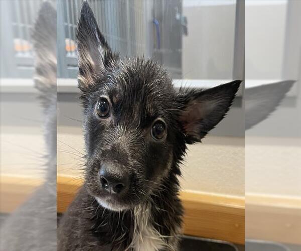 Medium Photo #1 German Shepherd Dog Puppy For Sale in Tracy, CA, USA