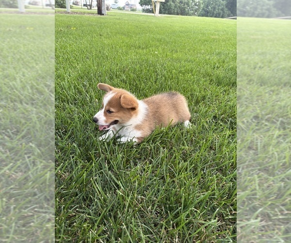 Medium Photo #29 Pembroke Welsh Corgi Puppy For Sale in MILFORD, IN, USA