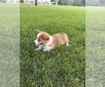Small Photo #29 Pembroke Welsh Corgi Puppy For Sale in MILFORD, IN, USA