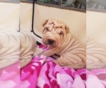 Small Photo #1 Chinese Shar-Pei Puppy For Sale in DIXON, CA, USA