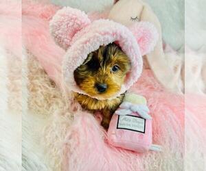 Medium Yorkshire Terrier