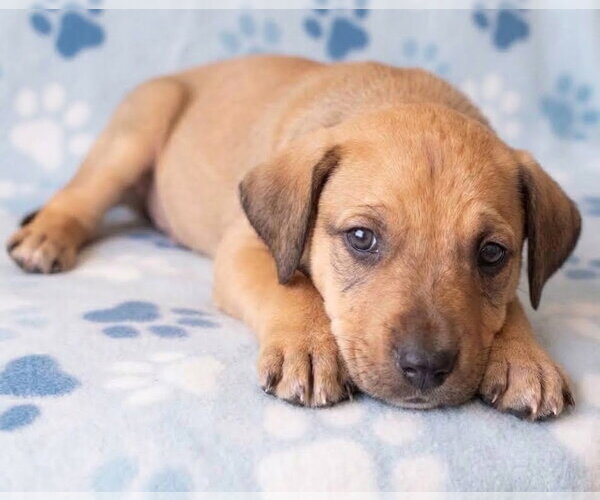 Medium Photo #2 Boxador Puppy For Sale in Grovertown, IN, USA