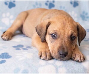 Jimi - Male Boxador Dog for Adoption - Photo #2
