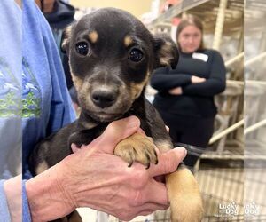 Australian Shepherd-Unknown Mix Dogs for adoption in Washington, DC, USA