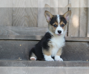 Pembroke Welsh Corgi Puppy for sale in FAIR GROVE, MO, USA