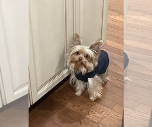 Father of the Yorkshire Terrier puppies born on 04/27/2026