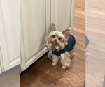 Small Photo #1 Yorkshire Terrier Puppy For Sale in CLIFTON, NJ, USA