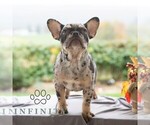 Small #4 French Bulldog