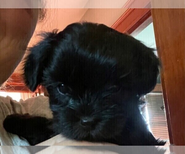 Medium Photo #3 ShihPoo Puppy For Sale in BAYPORT, MN, USA