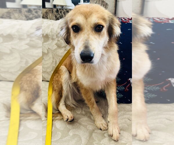 Medium Photo #4 Australian Retriever Puppy For Sale in Mundelein, IL, USA