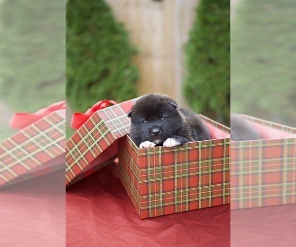 Medium Photo #1 Akita Puppy For Sale in LOUISVILLE, KY, USA