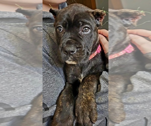 Medium Photo #3 Cane Corso Puppy For Sale in OSSEO, WI, USA