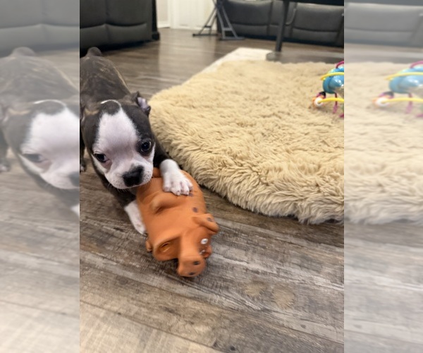 Medium Photo #9 Boston Terrier Puppy For Sale in FREDONIA, KS, USA