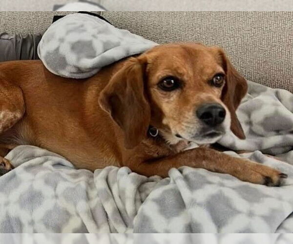 Medium Photo #4 Beagle-Unknown Mix Puppy For Sale in Dunnellon, FL, USA