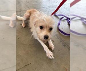 Chihuahua Dogs for adoption in San Martin, CA, USA