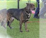 Small #1 German Shepherd Dog-Mastiff Mix
