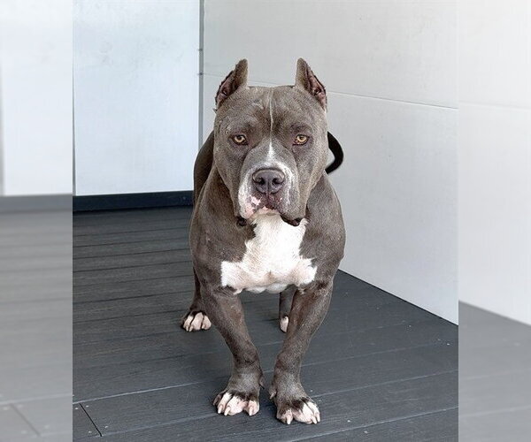 Medium Photo #1 Mutt Puppy For Sale in San Bernardino, CA, USA