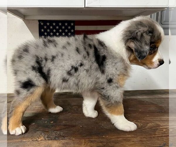 Medium Photo #21 Miniature Australian Shepherd Puppy For Sale in WINTER GARDEN, FL, USA