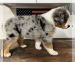 Small Photo #21 Miniature Australian Shepherd Puppy For Sale in WINTER GARDEN, FL, USA