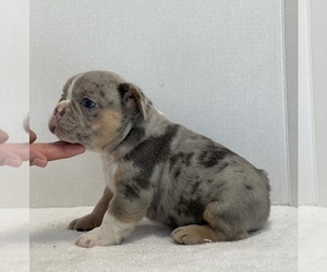 French Bulldog Puppy for sale in MODESTO, CA, USA