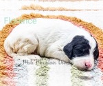 Puppy Florence Sheepadoodle