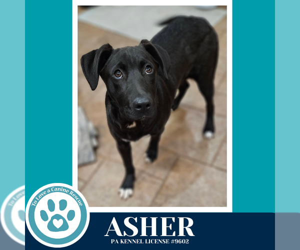 Medium Photo #10 Boxador Puppy For Sale in Kimberton, PA, USA