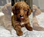 Small Photo #27 Goldendoodle (Miniature) Puppy For Sale in PENSACOLA, FL, USA