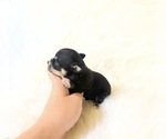 Small #1 Chihuahua