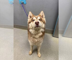 Siberian Husky-Unknown Mix Dogs for adoption in Las Vegas, NV, USA