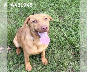 Unknown-Vizsla Mix Dogs for adoption in Conroe, TX, USA