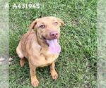 Small Vizsla Mix