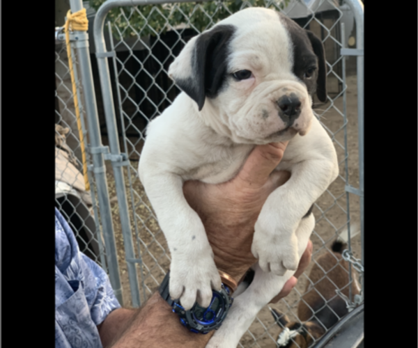 Medium Photo #2 American Bulldog Puppy For Sale in HIGHLAND, CA, USA