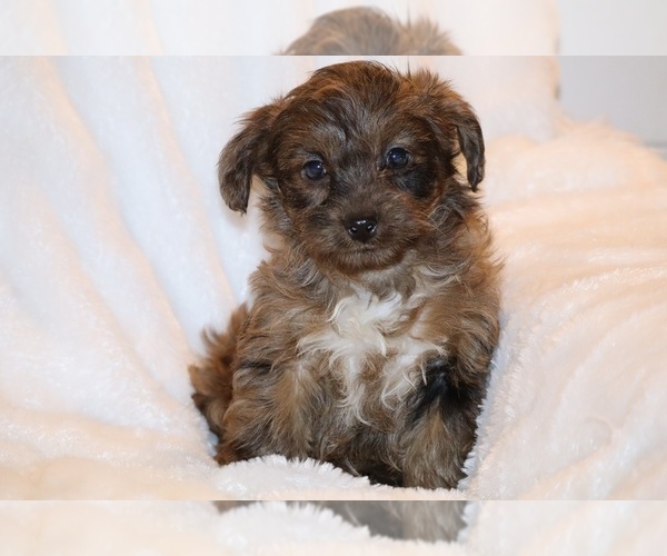 Medium Photo #1 Yorkiepoo mix (+ Poodle Toy) Puppy For Sale in DYERSBURG, TN, USA