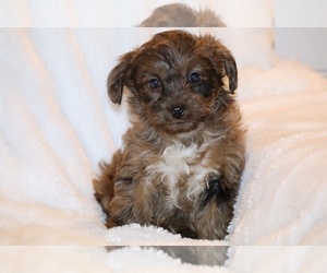 Yorkiepoo mix (+ Poodle Toy) Puppy for sale in DYERSBURG, TN, USA
