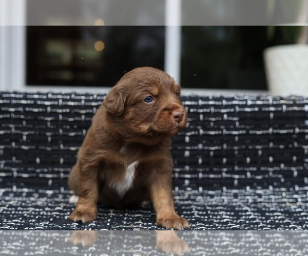 Medium Photo #2 Miniature American Shepherd Puppy For Sale in DAWSON, GA, USA