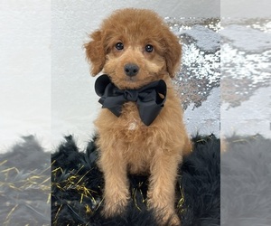 Goldendoodle (Miniature) Puppy for sale in BULLARD, TX, USA