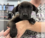 Small #3 Dachshund-Retriever  Mix