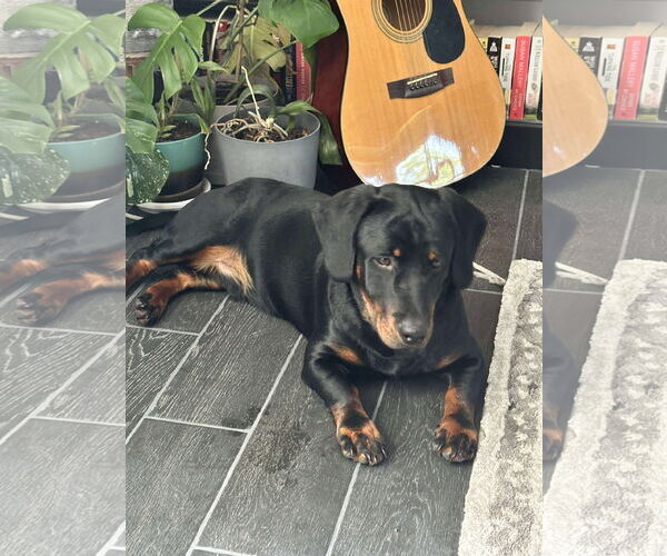 Medium Photo #9 Dachshund-Rottweiler Mix Puppy For Sale in Orlando, FL, USA